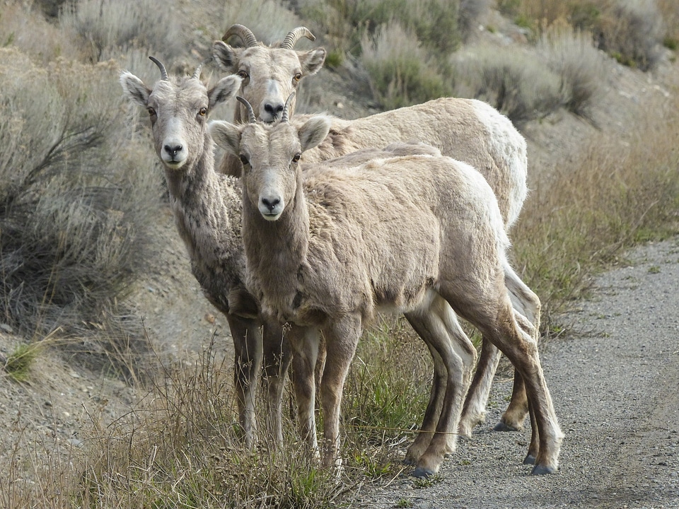 Mountain Bighorn Sheep on Lake Minnewanka, Alberta, Canada photo