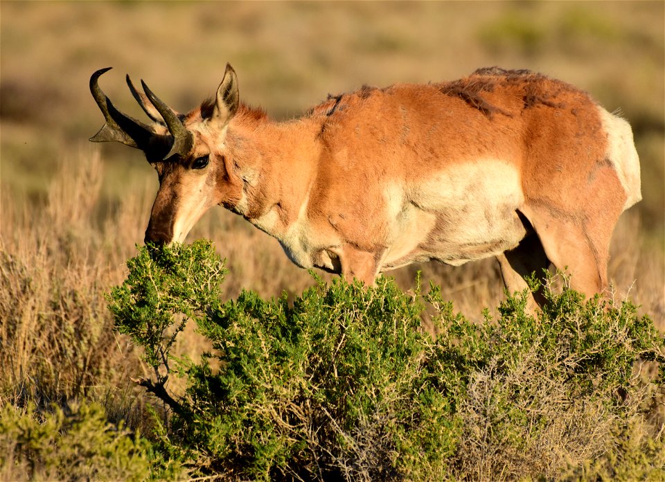 Pronghorn at Seedskadee National Wildlife Refuge