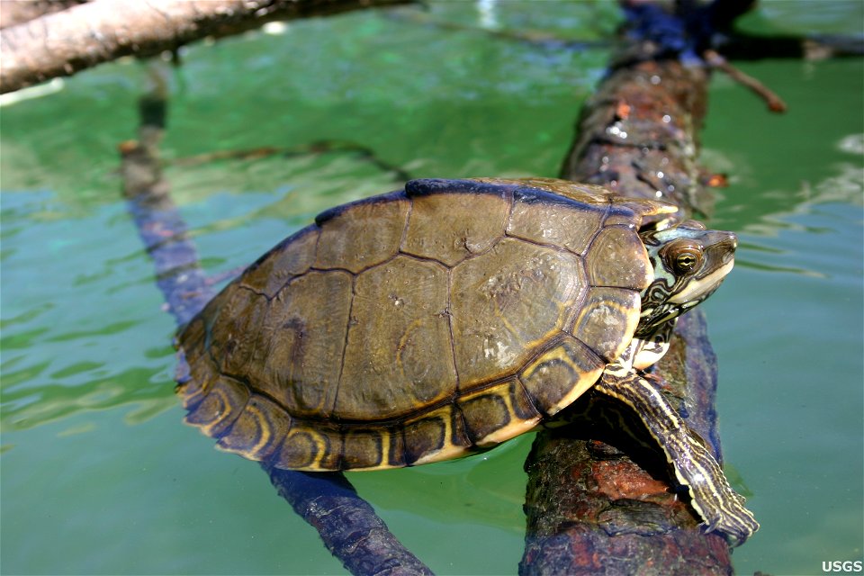 Big-headed map turtle (Graptemys pearlensis) by Cris Hagen, USGS