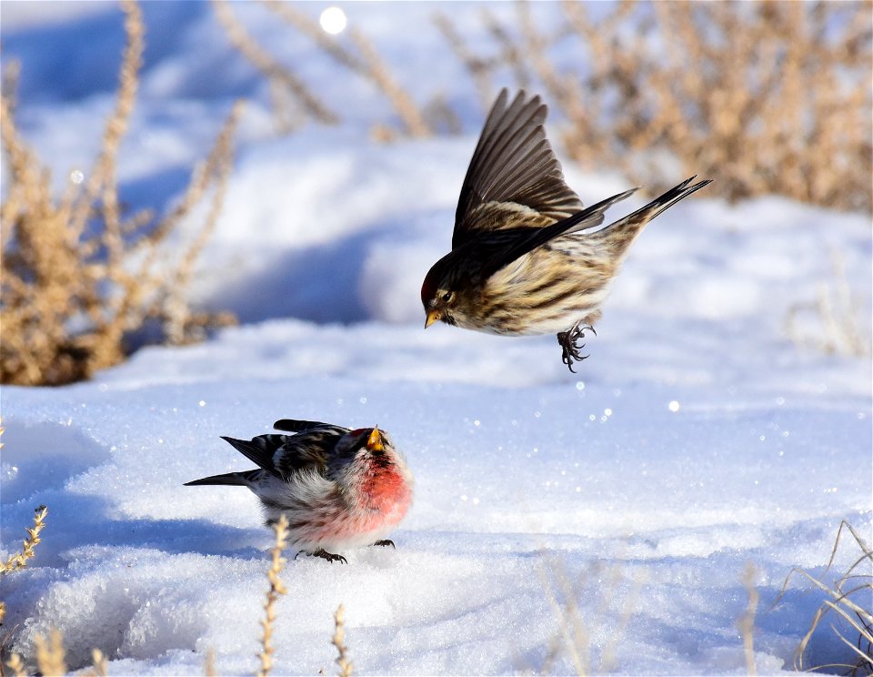 Common redpoll at Seedskadee National Wildlife Refuge