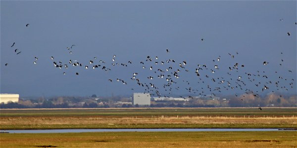 Lancashire Lapwings 2