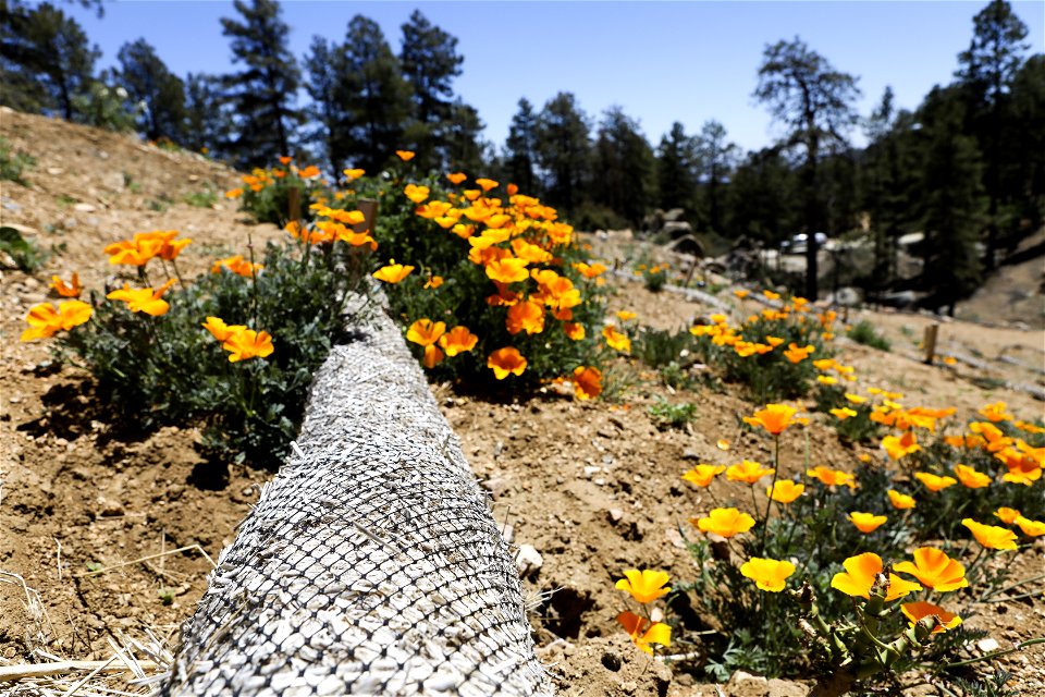 MAY 16: Erosion control after Flag Fire