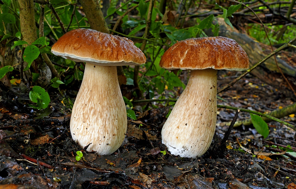 King boletes in the woods