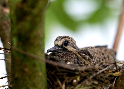 Mourning Dove Chick in Nest