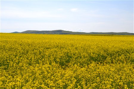 Rapeseed Field