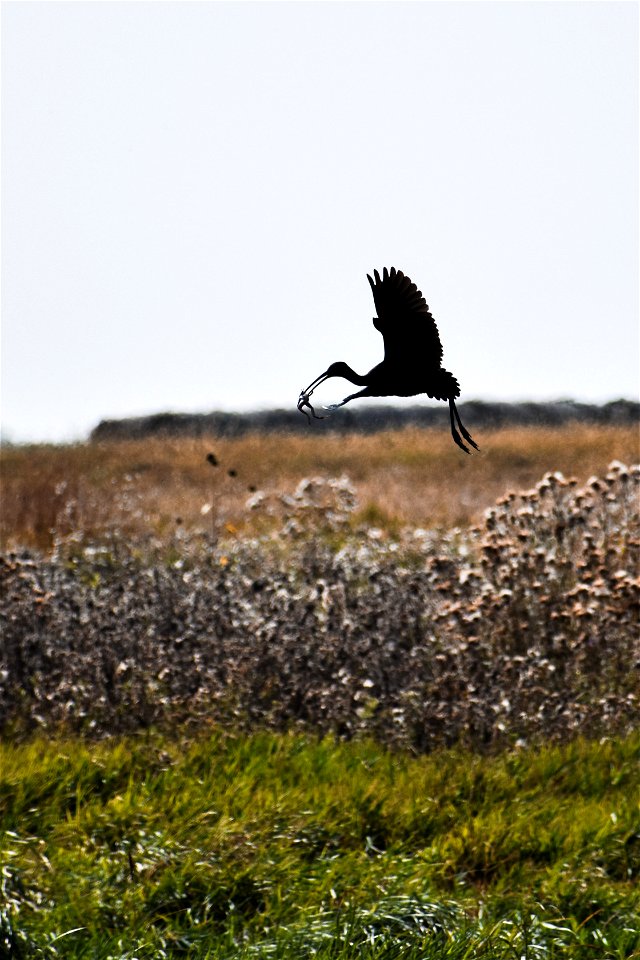 Glossy Ibis with Frog on Stanley WPA Lake Andes Wetland Management District South Dakota