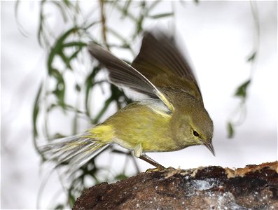 808 - ORANGE-CROWNED WARBLER (11-24-2022) americana rv park, palmview, tx -12