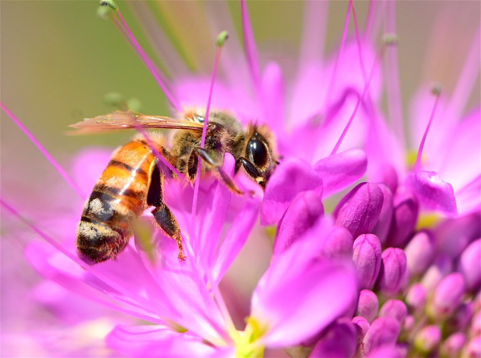 Western honeybee on Rocky Mountain beeplant