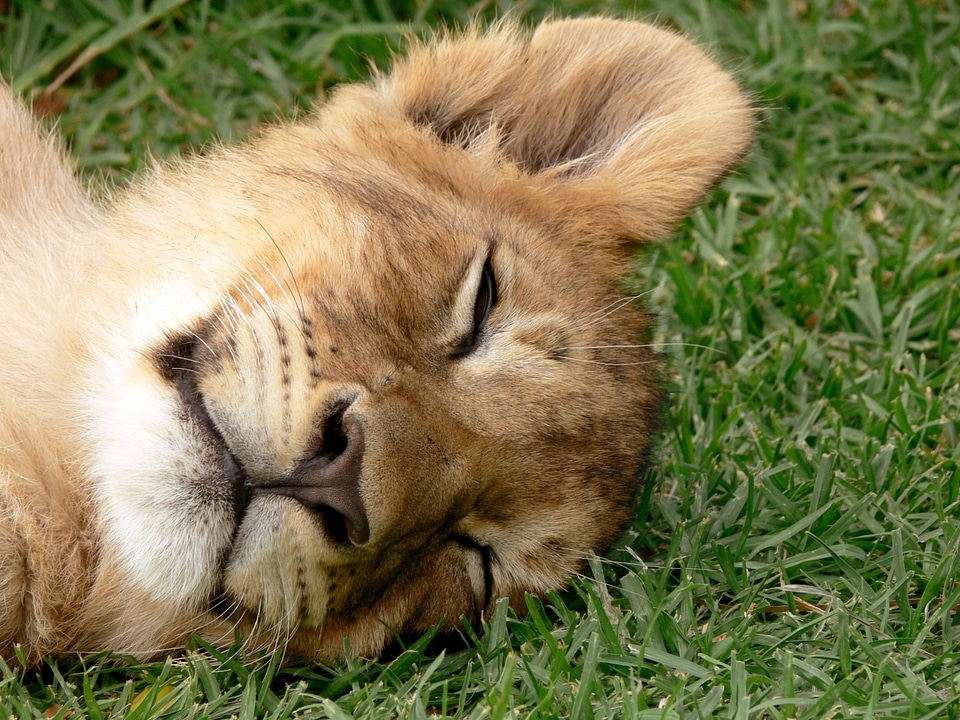 Big cat leo wildlife