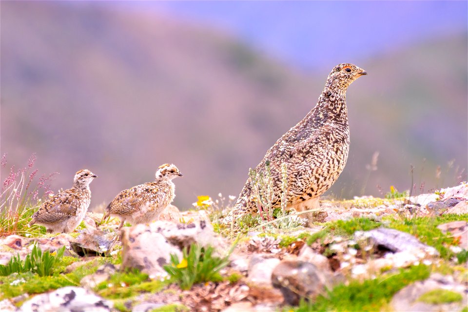 White-tailed Ptarmigan with Chicks