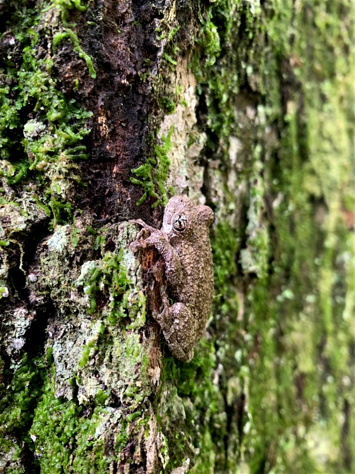 Gray Tree Frog