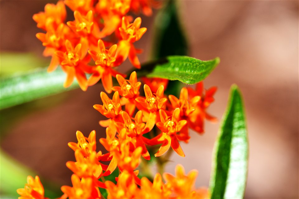 Butterfly milkweed in bloom