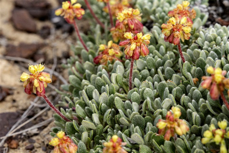 Eriogonum caespitosum