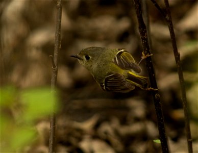 Ruby-crowned Kinglet