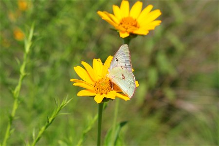 Orange Sulphur Butterfly photo