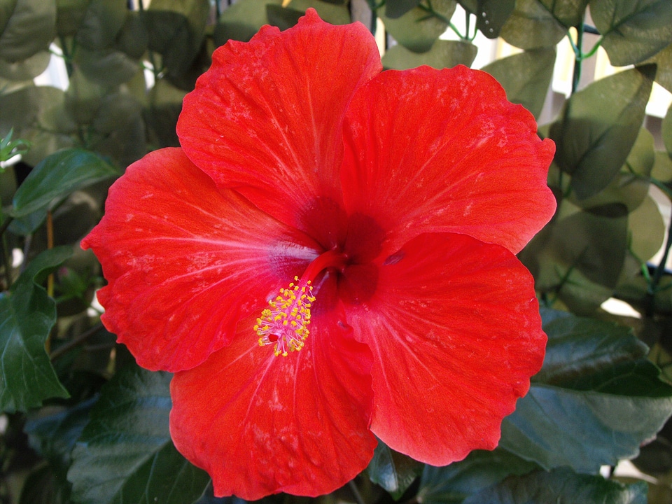 Colorful colored malvaceae