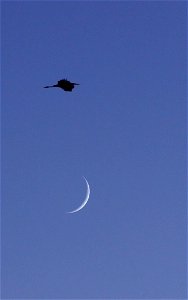 Great Egret Over Crescent Moon Huron Wetland Management District