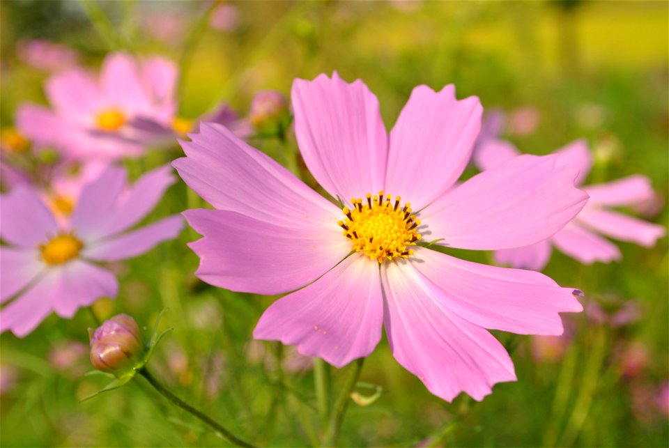 Cosmos Flowers