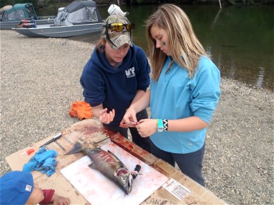 Fish anatomy with TCC Intern Nicole Farnham