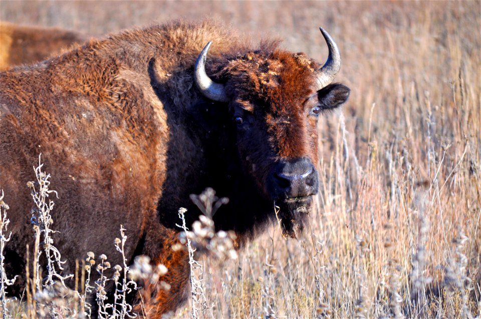 Bison
