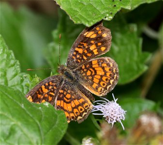 CHECKERSPOT, ELADA (Texola elada)  (01-09-2022) national butterfly center, mission, hidalgo co, tx -01