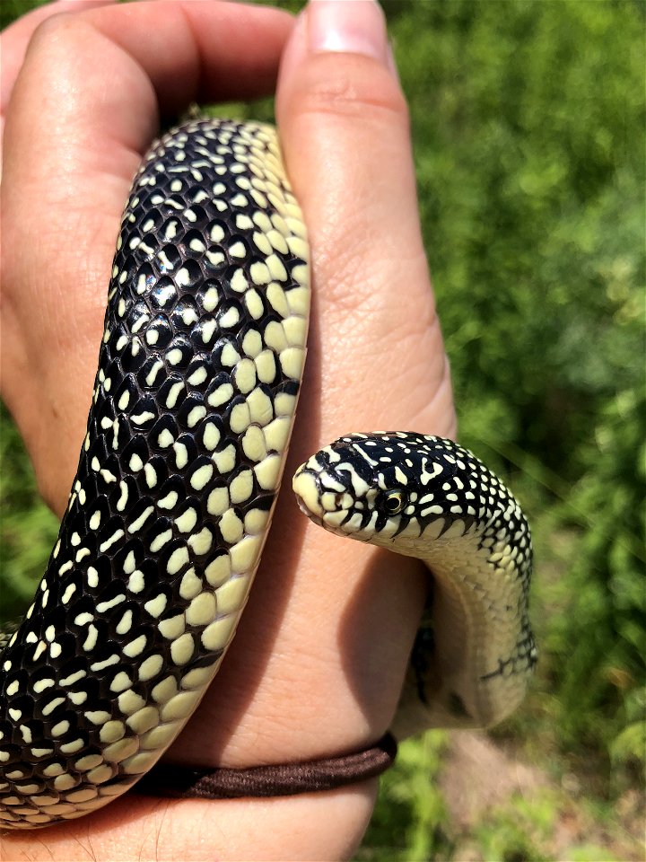 Speckled Kingsnake