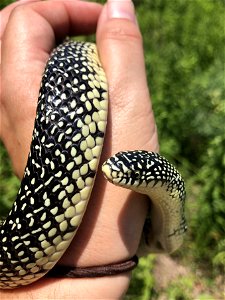 Speckled Kingsnake