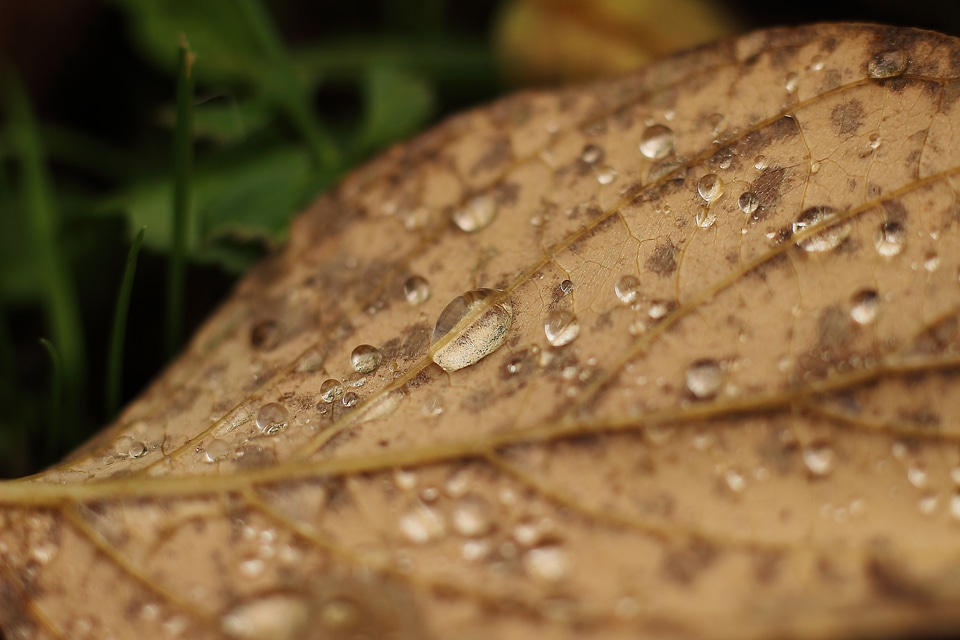 Rain wet rainy