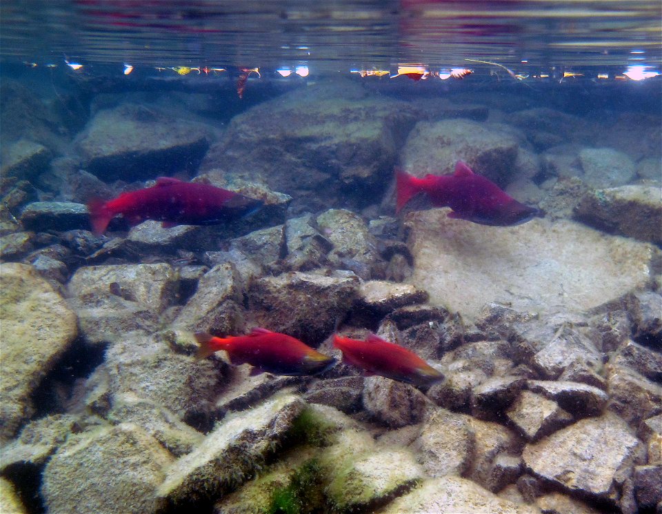 life history variation in Hidden Lake