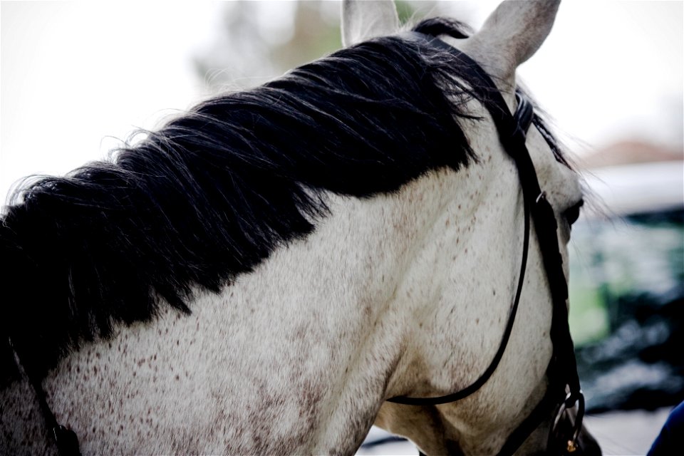 Christmas horse photo