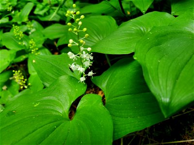 False Lily of the Valley, Mt. Baker-Snoqualmie National Forest. Photo by Anne Vassar May 17, 2021.
