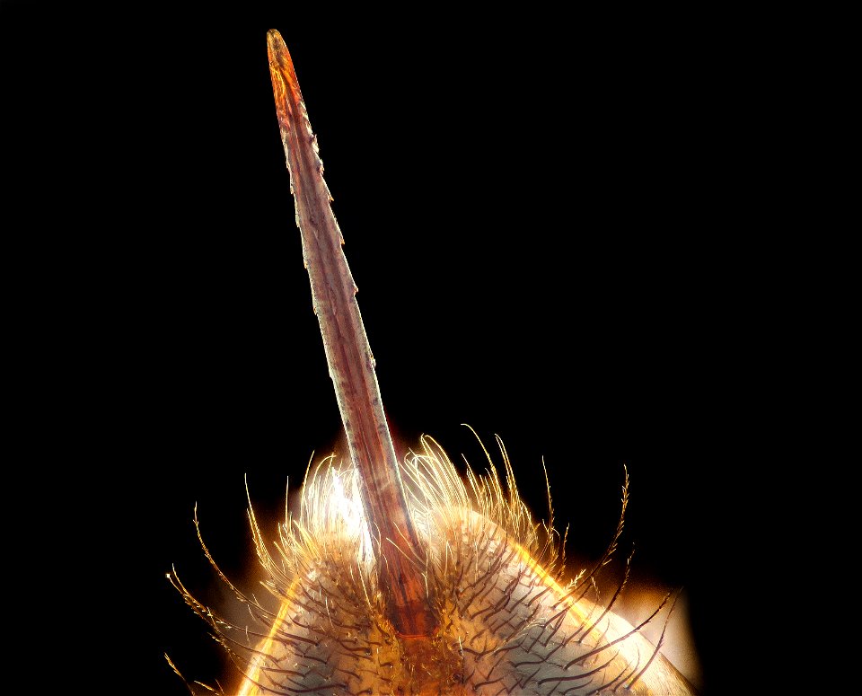 Apis mellifera, f, close up sting, Phil Frank_2021-10-07-18.40.57 ZS PMax UDR copy photo