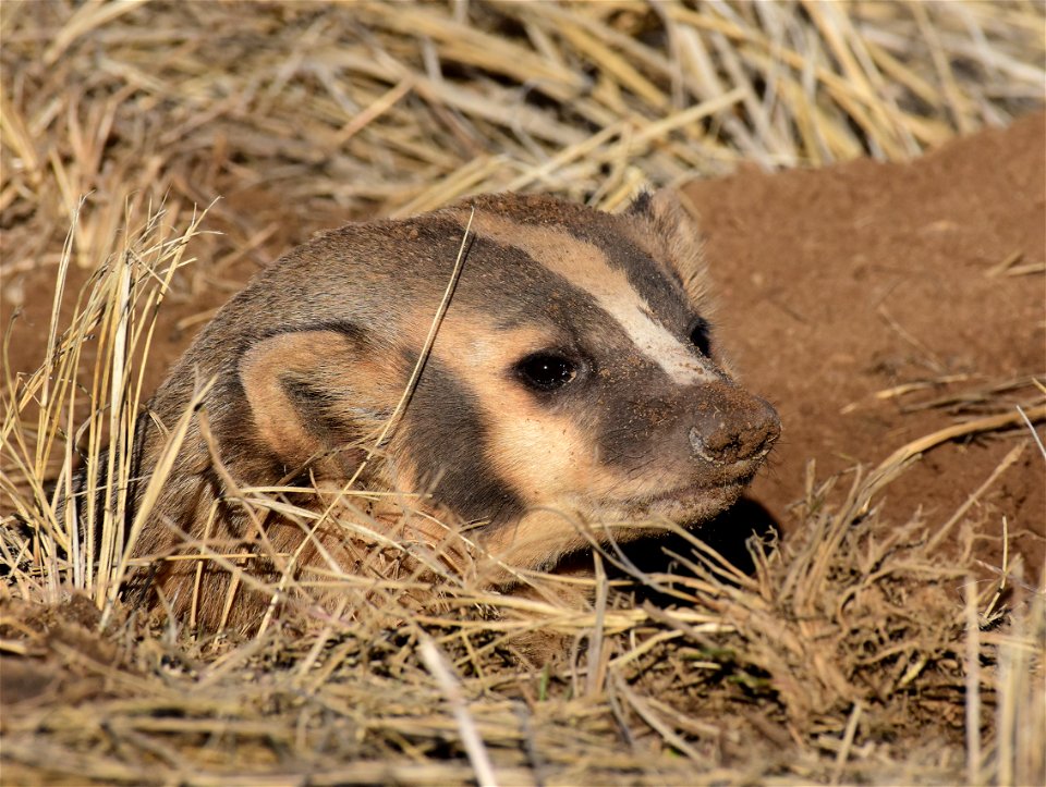 American badger at Arapaho National Wildlife Refuge