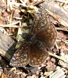 DUSKYWING, JUVENAL'S (Erynnis juvenalis) (05-05-2023) cades cove, great smoky mt nat park, blount co, tn -03