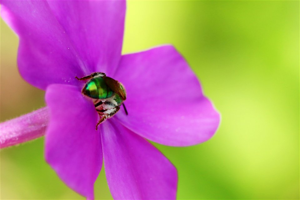 Green sweat bee on phlox paniculata