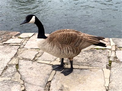 Canada Goose at D.C. Booth Historic National Fish Hatchery photo