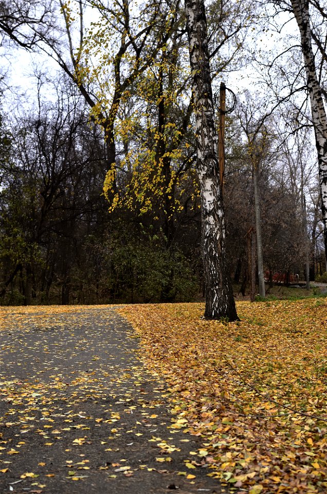 autumn park photo