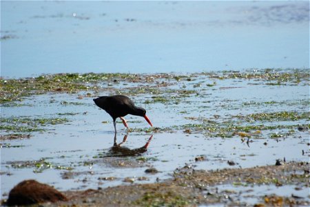 Black Oystercatcher photo