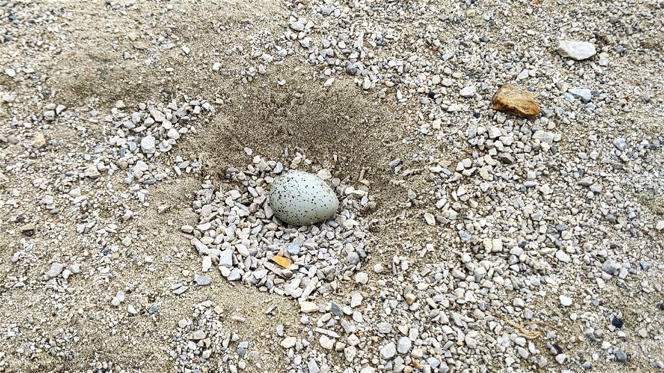 Piping plover nest photo