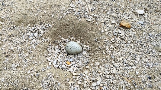 Piping plover nest photo