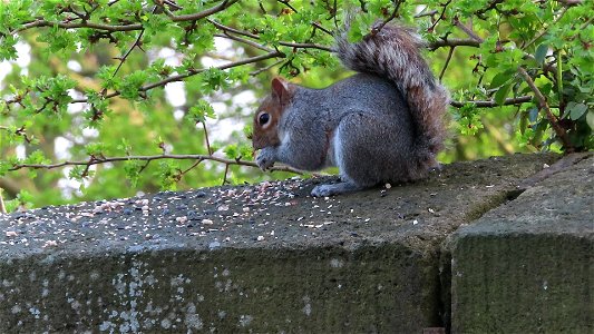 Grey Squirrel Feeding. photo