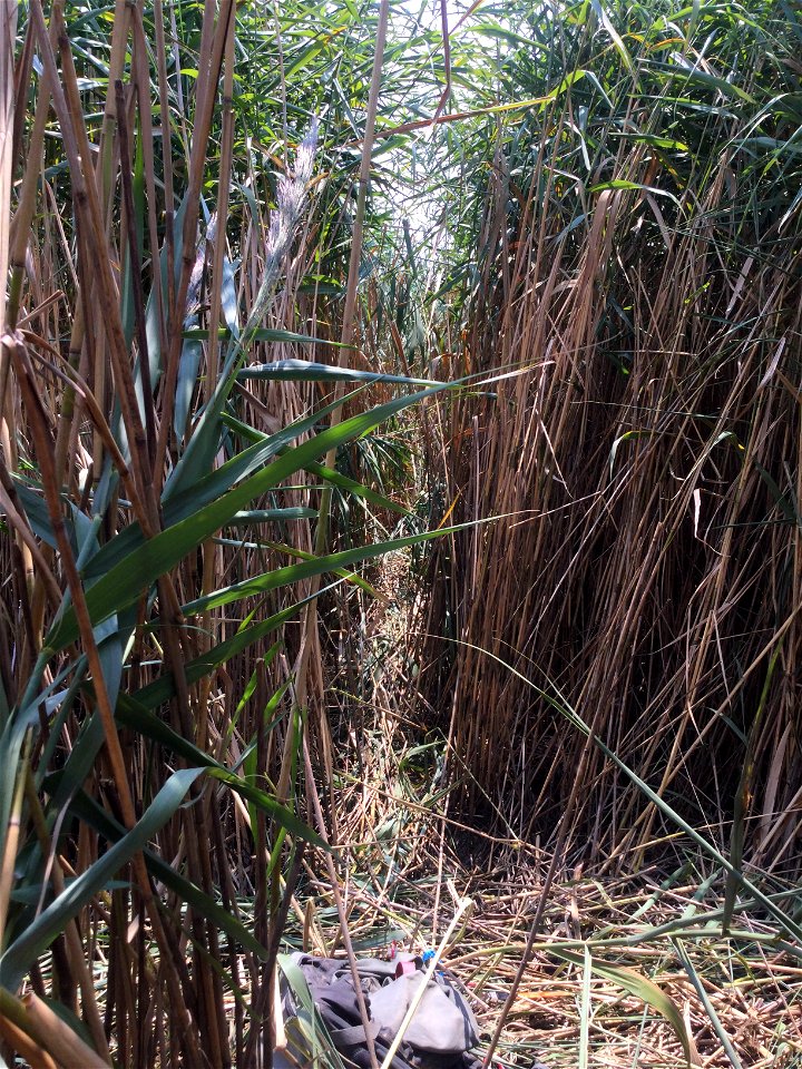 sampling through a Phragmites marsh ncwetlands SK