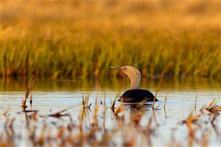 Red-throated loon photo