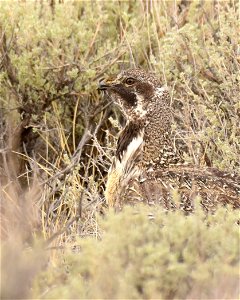 Greater sage-grouse at Seedskadee National Wildlife Refuge
