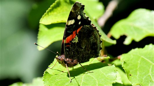 Vanessa atalanta (Admiral)