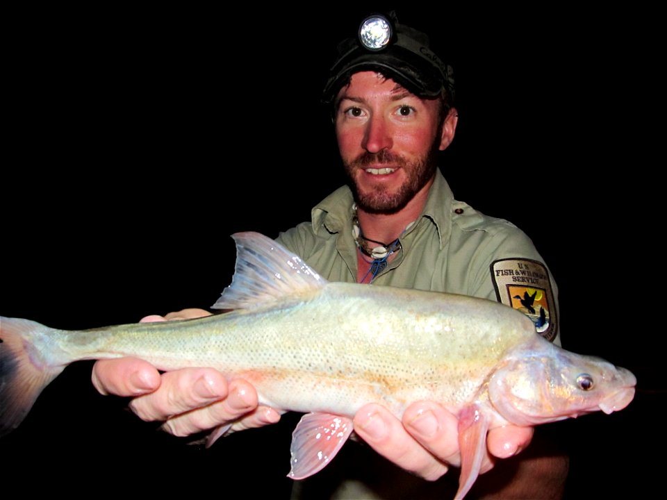 Humpback Chub Monitoring