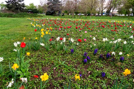 japanes_garden_rain_Herastrau (31)