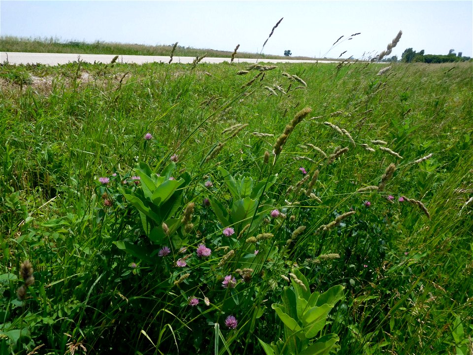 Roadside Milkweed at Horicon National Wildlife Refuge