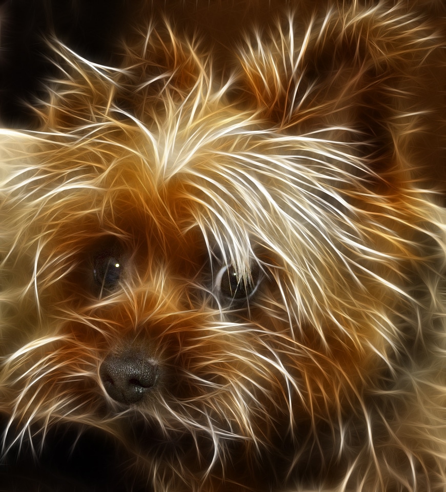 Dog Terrier Animal Edited Image