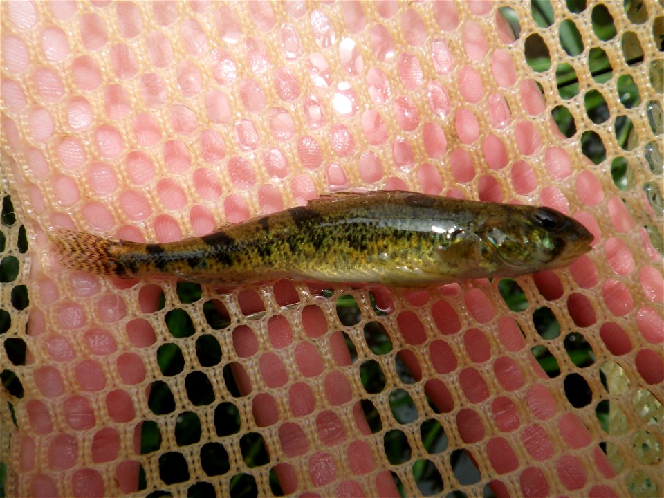 Snail darter Percina tanasi